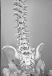 Spinal cord